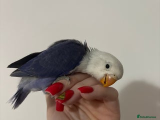 Lovebirds birds Baby lovebirds - Advert 2