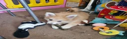 Pomsky dogs for sale: Stunning Pomsky Puppies  in Worthing - Advert 13
