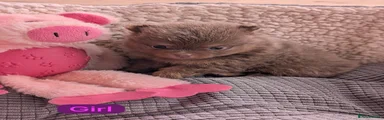 Pomeranian 2
