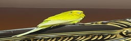Budgerigars birds for sale: Yellow budgie for sale  - Advert 4