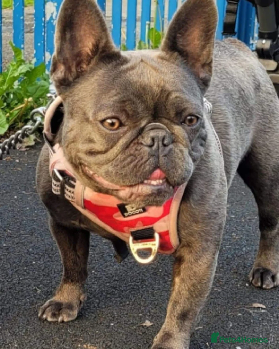 French Bulldog dogs for stud: Mayan, Rfg, bva, Silver health tested Lilac tan in Sheffield - Advert 17