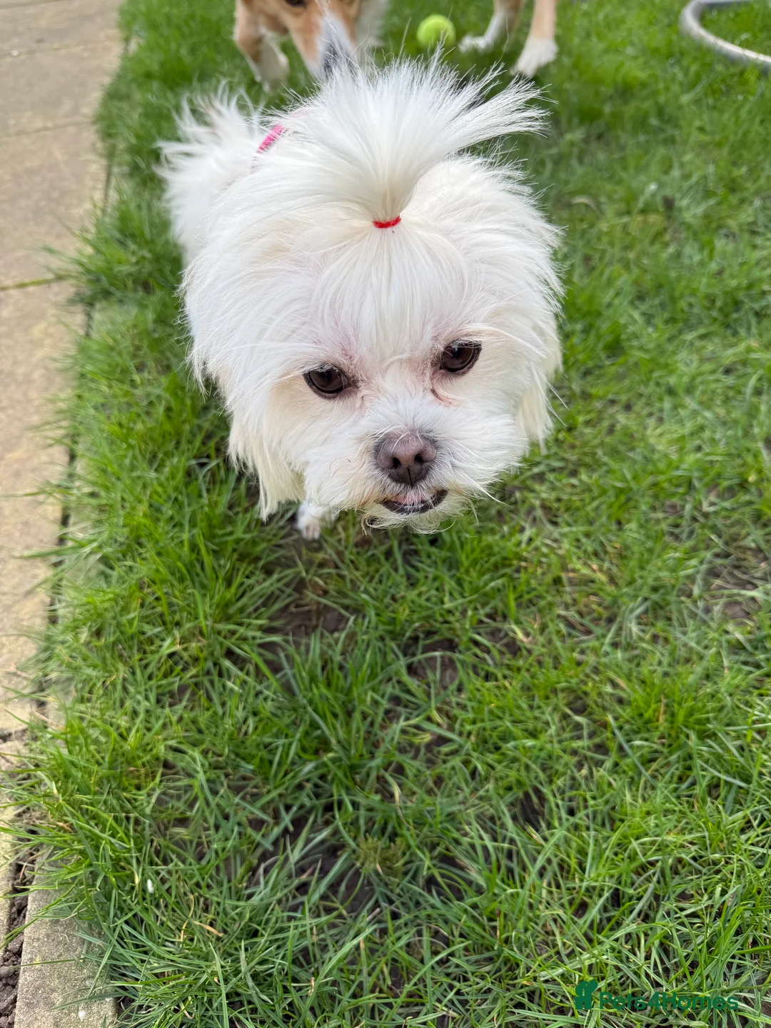 Shih Tzu dogs for stud: Wanting shih tzu to mate with my dog - Advert 3