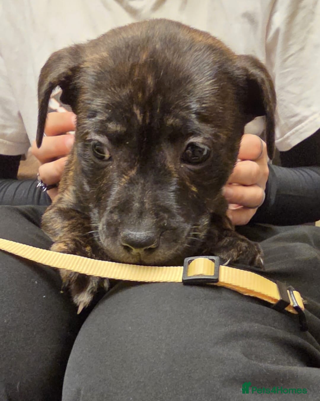 Mixed Breed dogs for sale: Staffy mix breed pups for sale - Advert 5