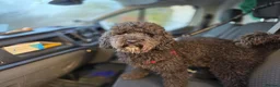 Poodle dogs for stud: Kenzuo Midnight - Ozzy in Southampton - Advert 19