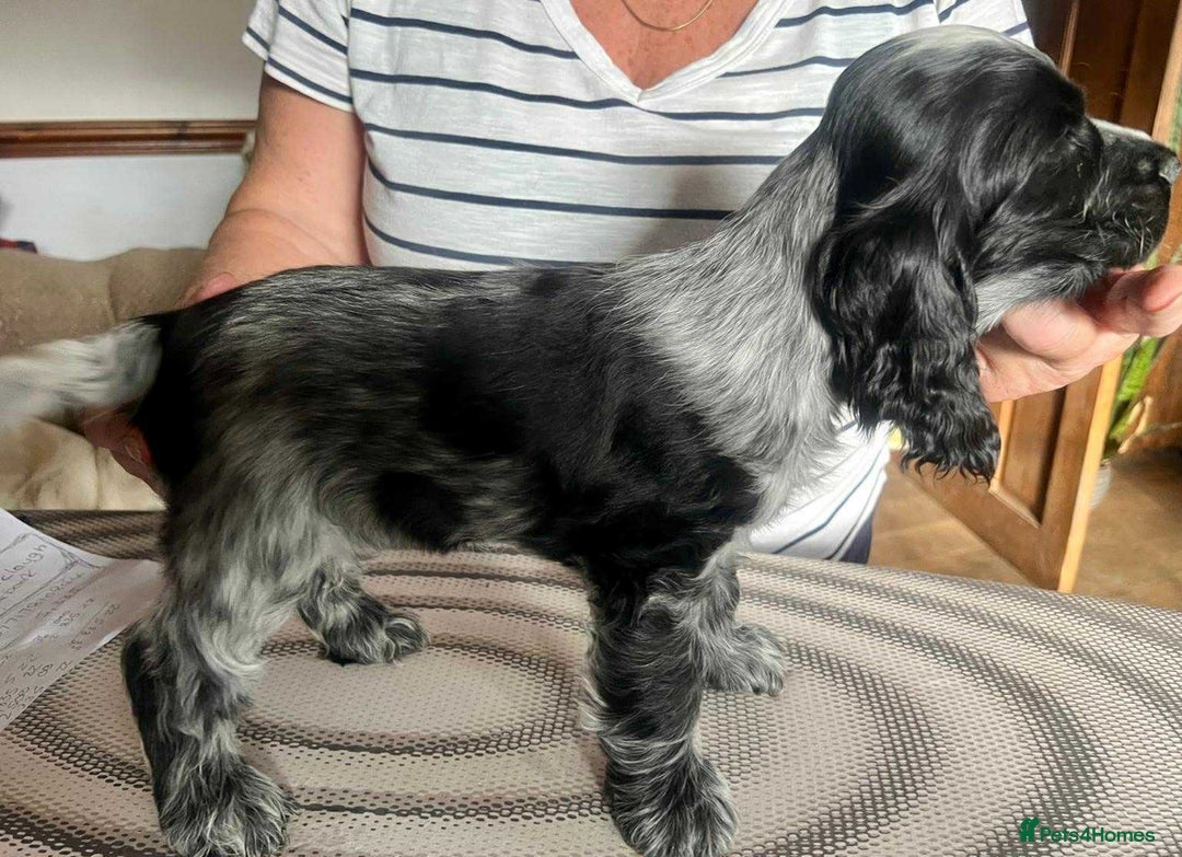 Cocker Spaniel dogs for sale: Pedigree KC show Cockers ready now  - Image 2