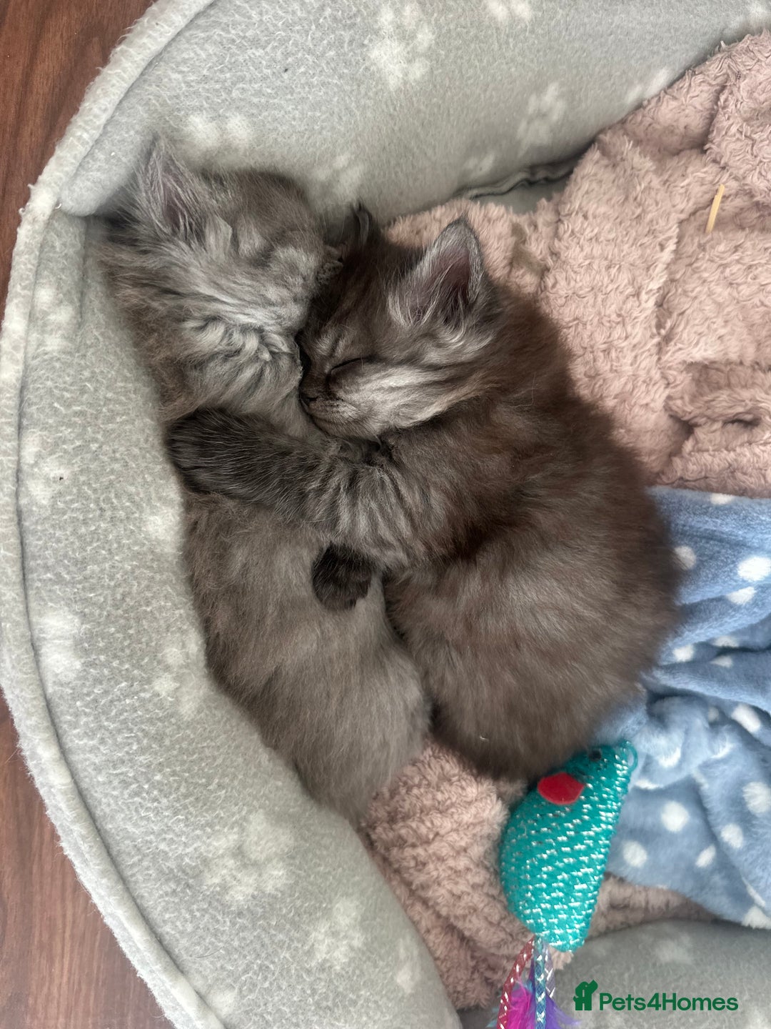 Persian cats for sale: Persian x British shorthair  - Image 4