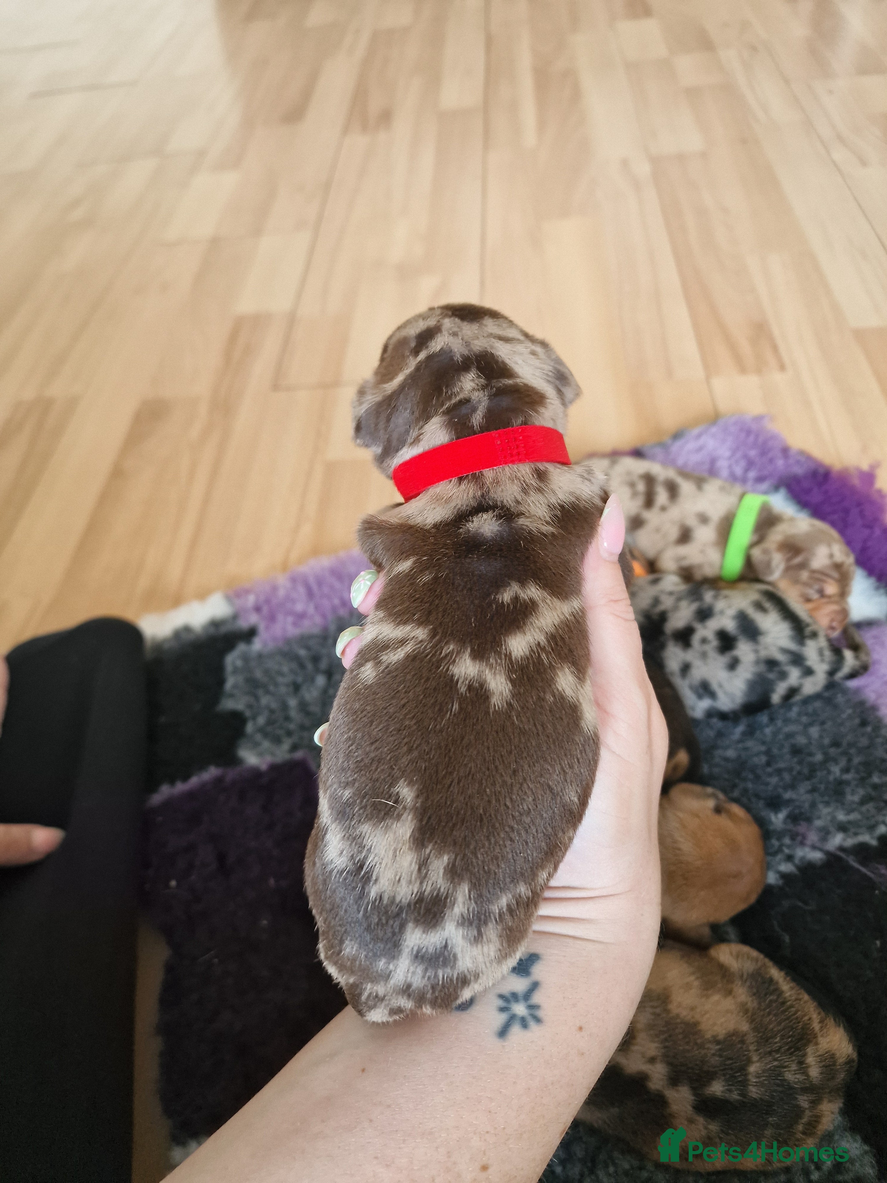Mixed Breed dogs for sale: French Bulldog x Miniature Dachshund Puppies - Advert 16