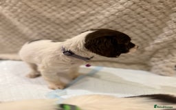 Cocker Spaniel dogs for sale: Cocker spaniel puppies ready for forever home - Advert 32