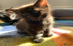 Domestic Shorthair cats for sale: Kittens - 2 boys and 3 girls - Image 5