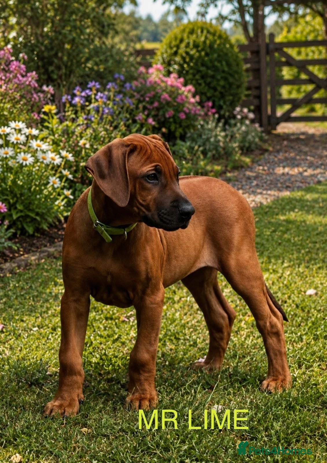 Rhodesian Ridgeback dogs 5 Star Council Registered Breeder         - Advert 2