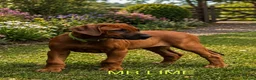 Rhodesian Ridgeback dogs for sale: 5 Star Council Registered Breeder         - Advert 6