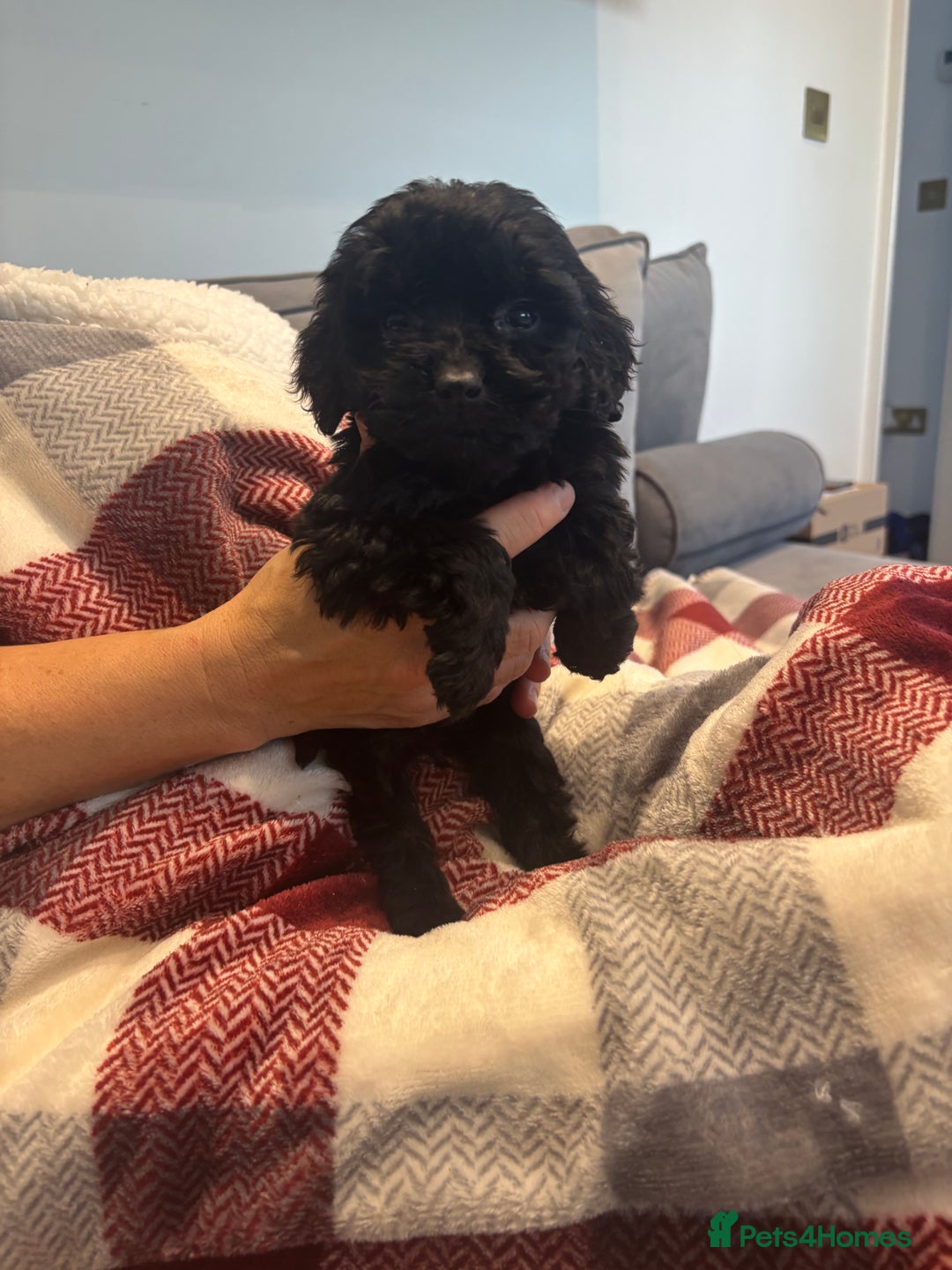 Cockapoo dogs for sale: F1 cockapoos - Advert 4