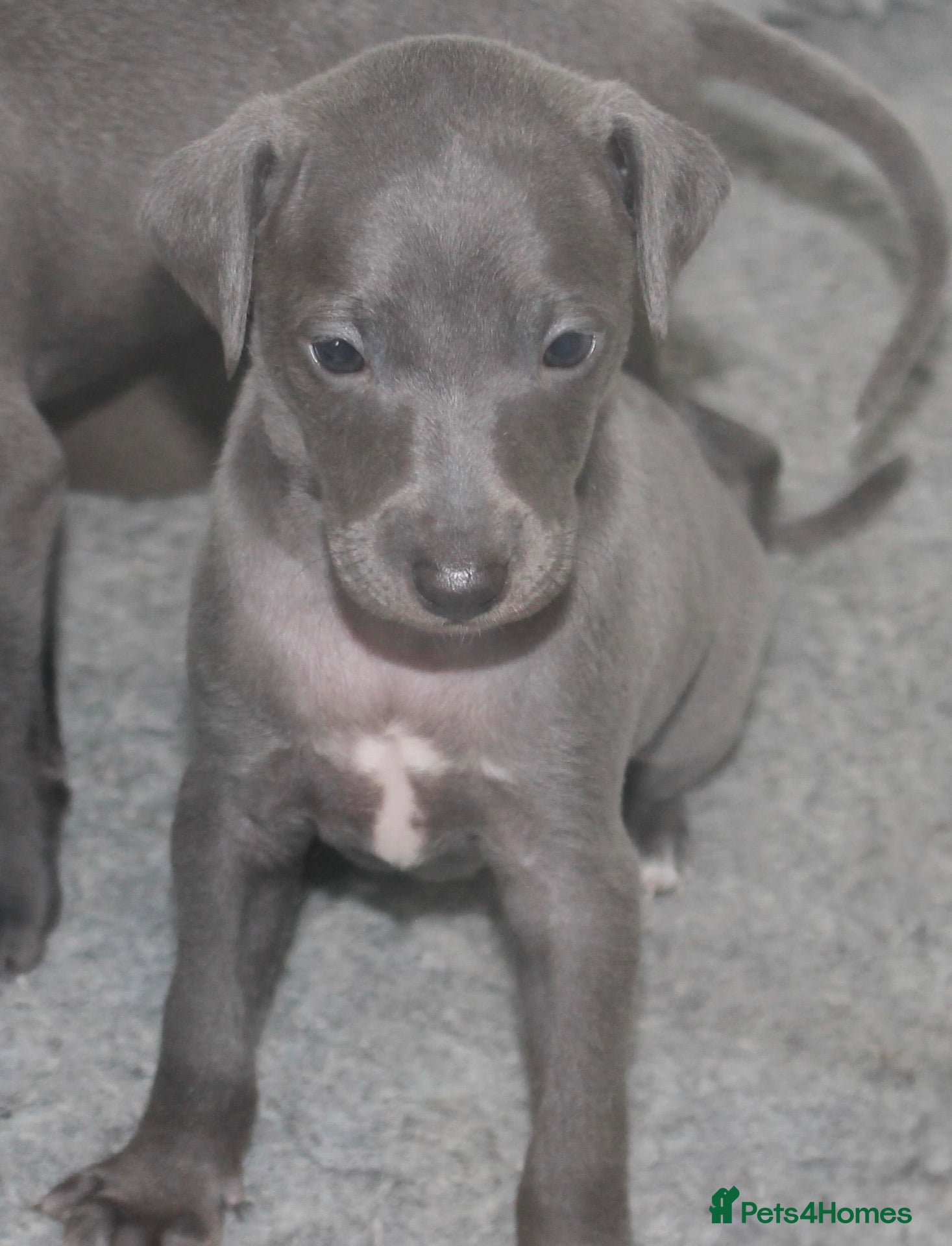 Italian Greyhound dogs KC Reg Italian Greyhounds - Advert 8