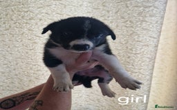 Border Collie dogs for sale: Border collie puppies  - Image 4