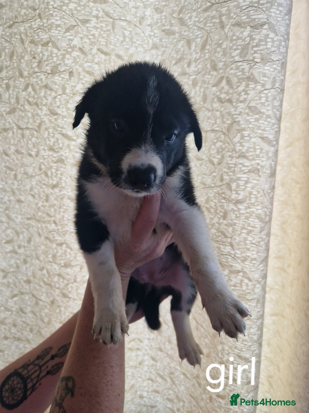 Border Collie dogs for sale: Border collie puppies  - Image 4