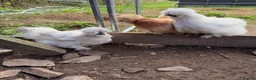 Chickens poultry for sale: CHICKENS FOR SALE – POINT OF LAY HENS & ROOSTERS in Ilfracombe - Advert 11