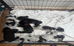 Cocker Spaniel dogs for sale: Beautiful litter of Show Cockers - 5 remaining - Image 29