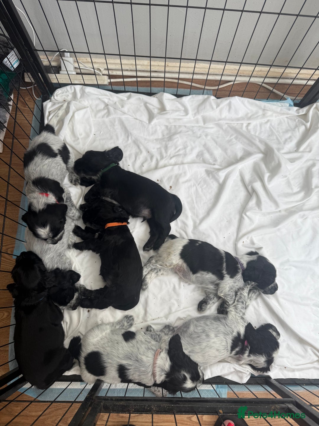 Cocker Spaniel dogs for sale: Beautiful litter of Show Cockers - 5 remaining - Image 29