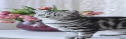 British Shorthair cats for sale: Show quality GCCF Silver Tabbies  in Rochester - Advert 29