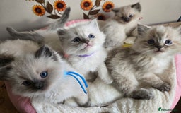 Ragdoll cats for sale: Registered male Ragdoll kittens  - Image 10