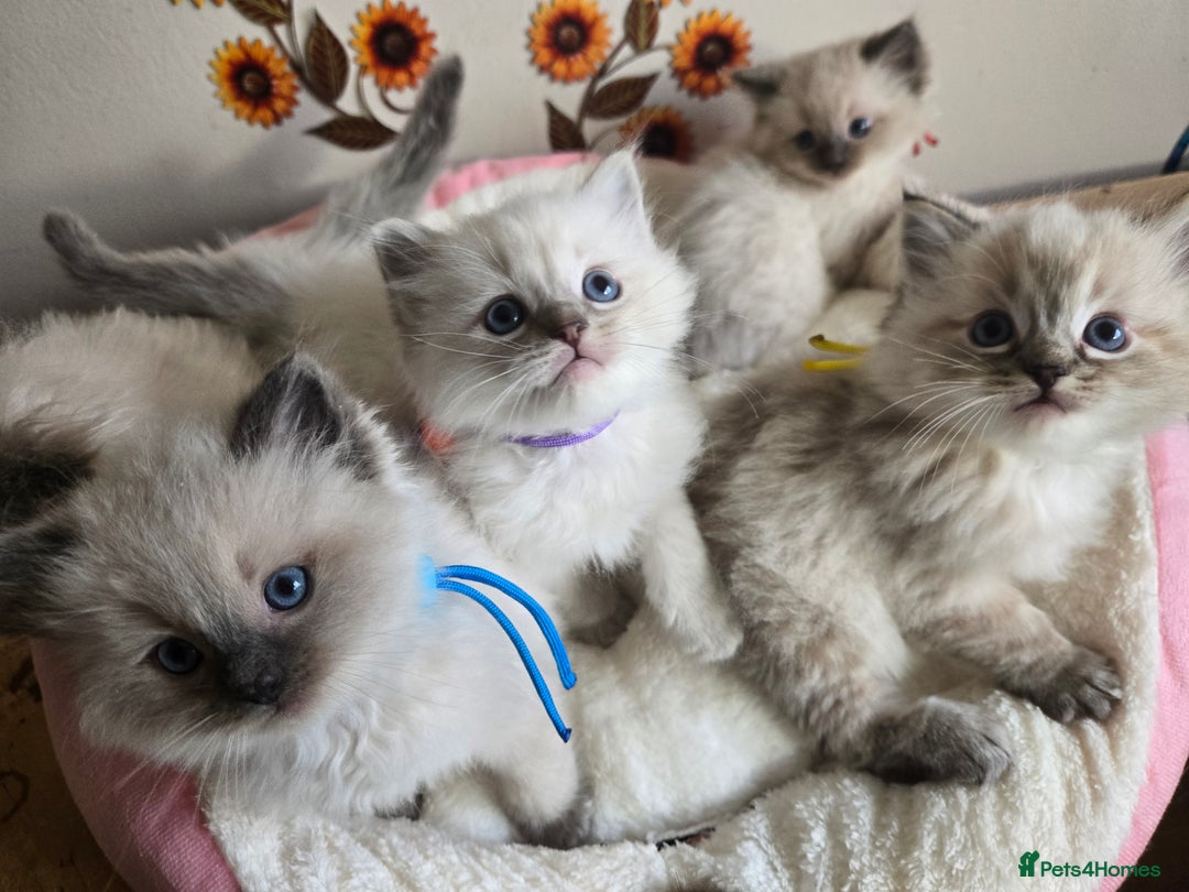 Ragdoll cats for sale: Registered male Ragdoll kittens  - Image 10