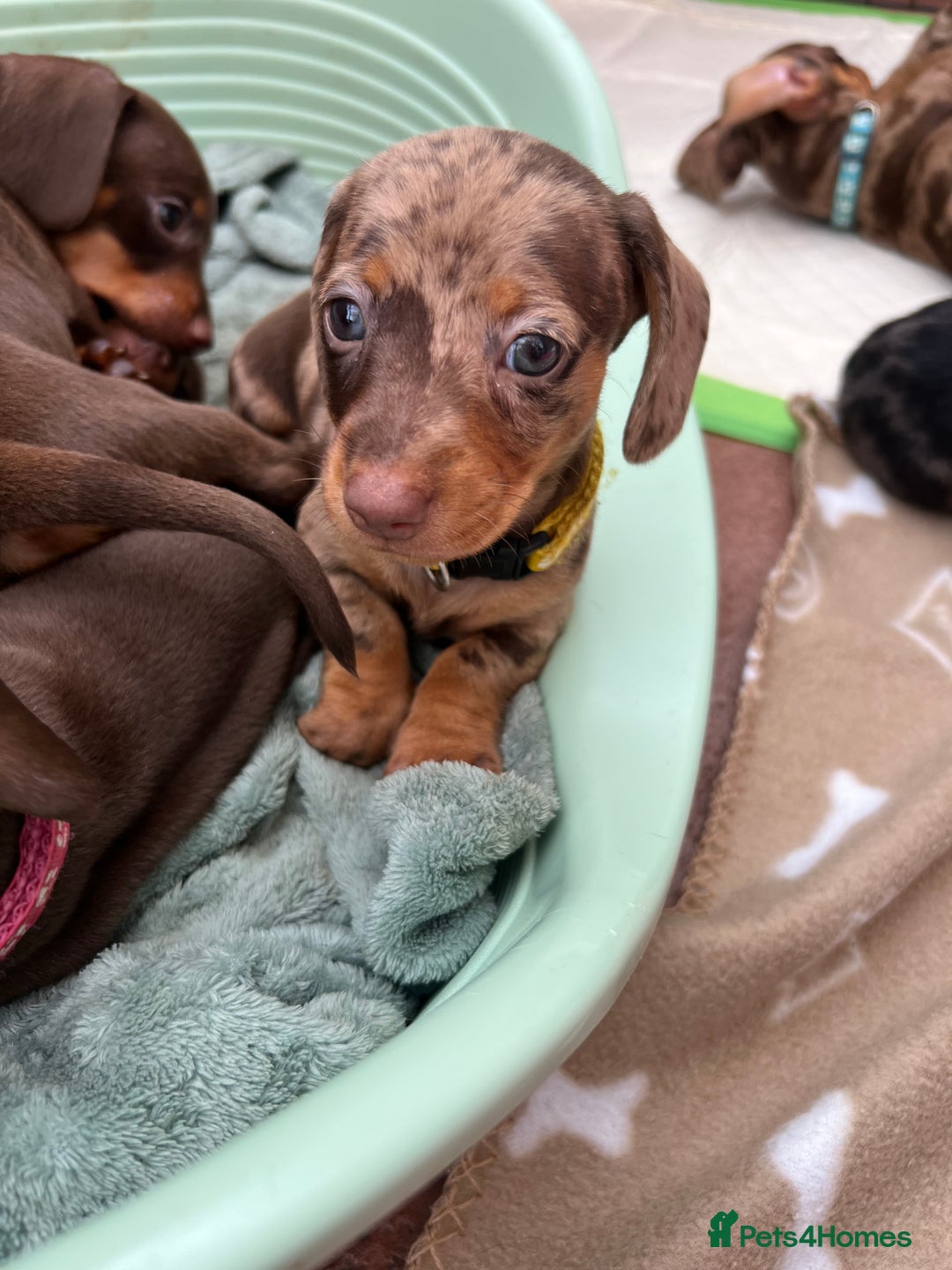 Dachshund dogs for sale: READY TO GO Dachshund Puppies dapple+chocolate - Image 16