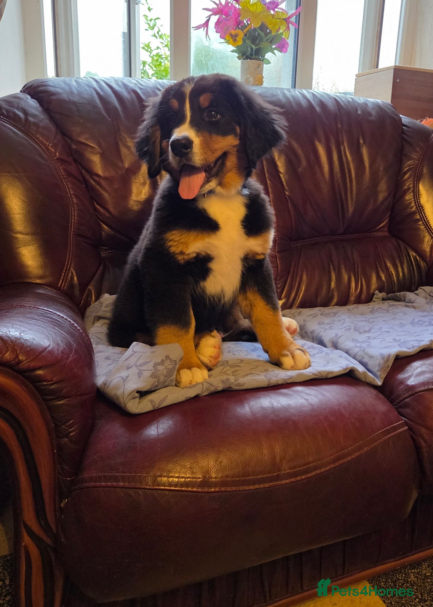 Bernese Mountain Dog dogs Beautiful Bernese Mountain puppies  - Advert 1