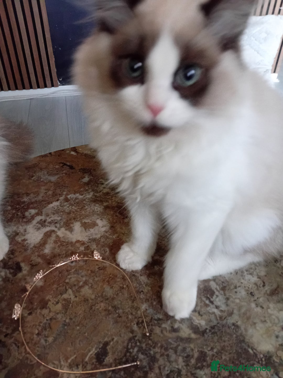 Mixed Breed cats for sale: Milky ,oreo - Advert 2