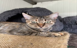 Mixed Breed cats for adoption: Beatrice - Dereham Norfolk  - Image 2