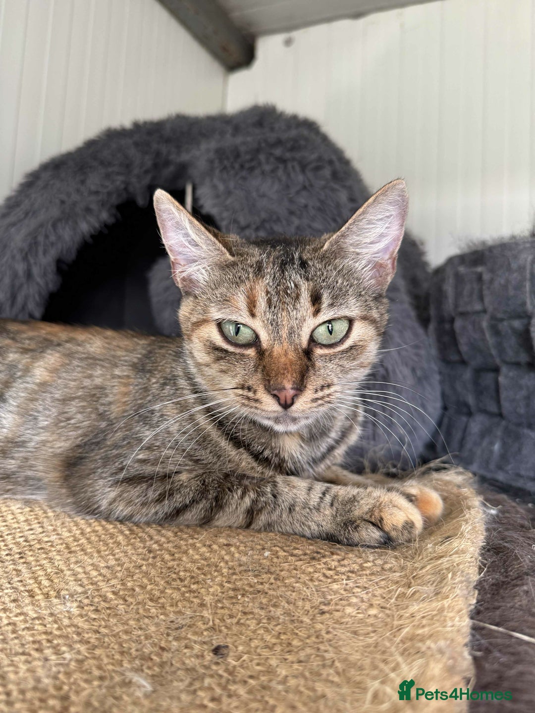 Mixed Breed cats for adoption: Beatrice - Dereham Norfolk  - Image 2