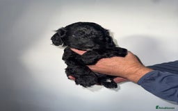 Cockapoo dogs for sale: Cockapoo puppies - Image 9