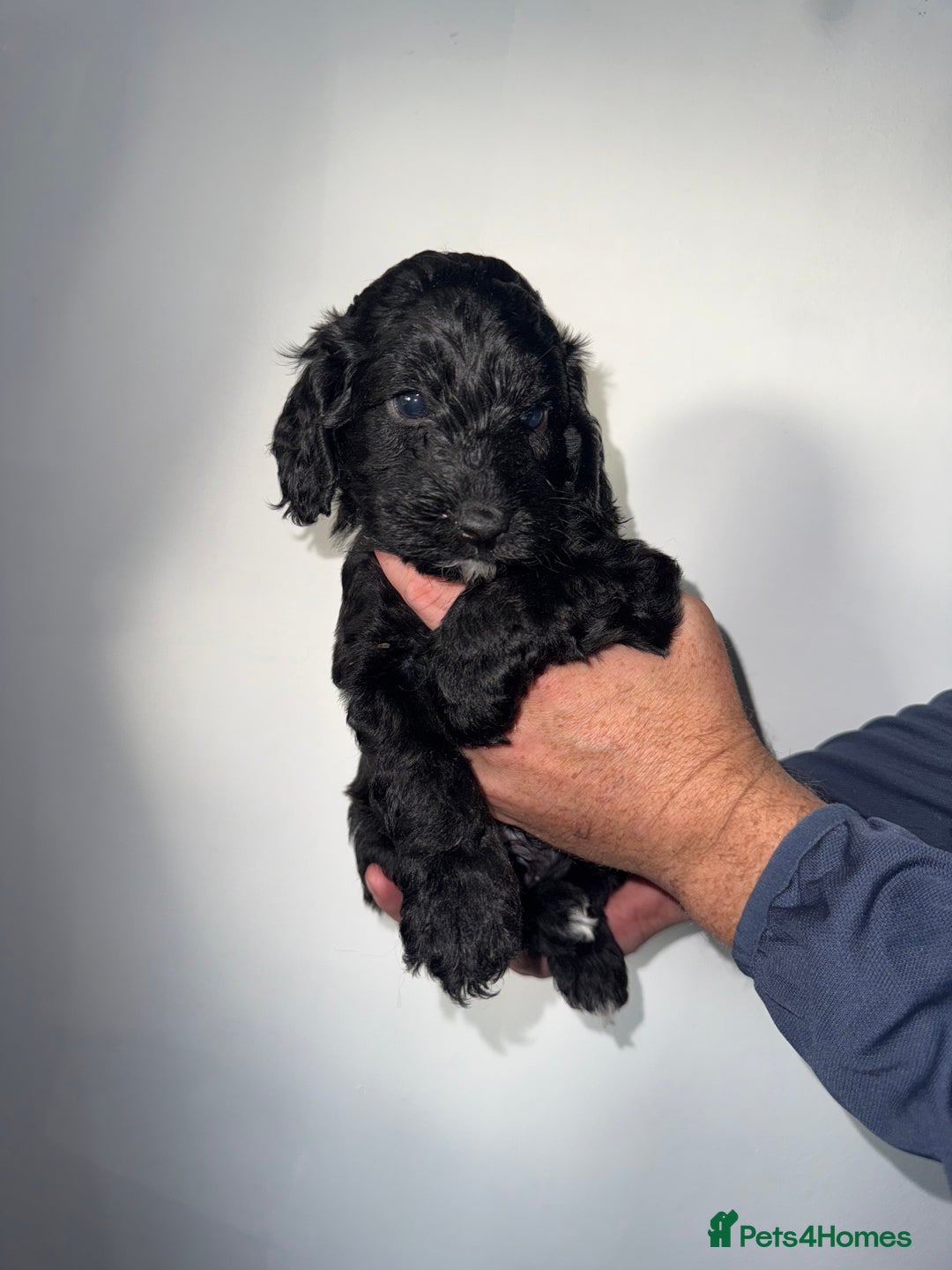 Cockapoo dogs for sale: Cockapoo puppies - Image 9