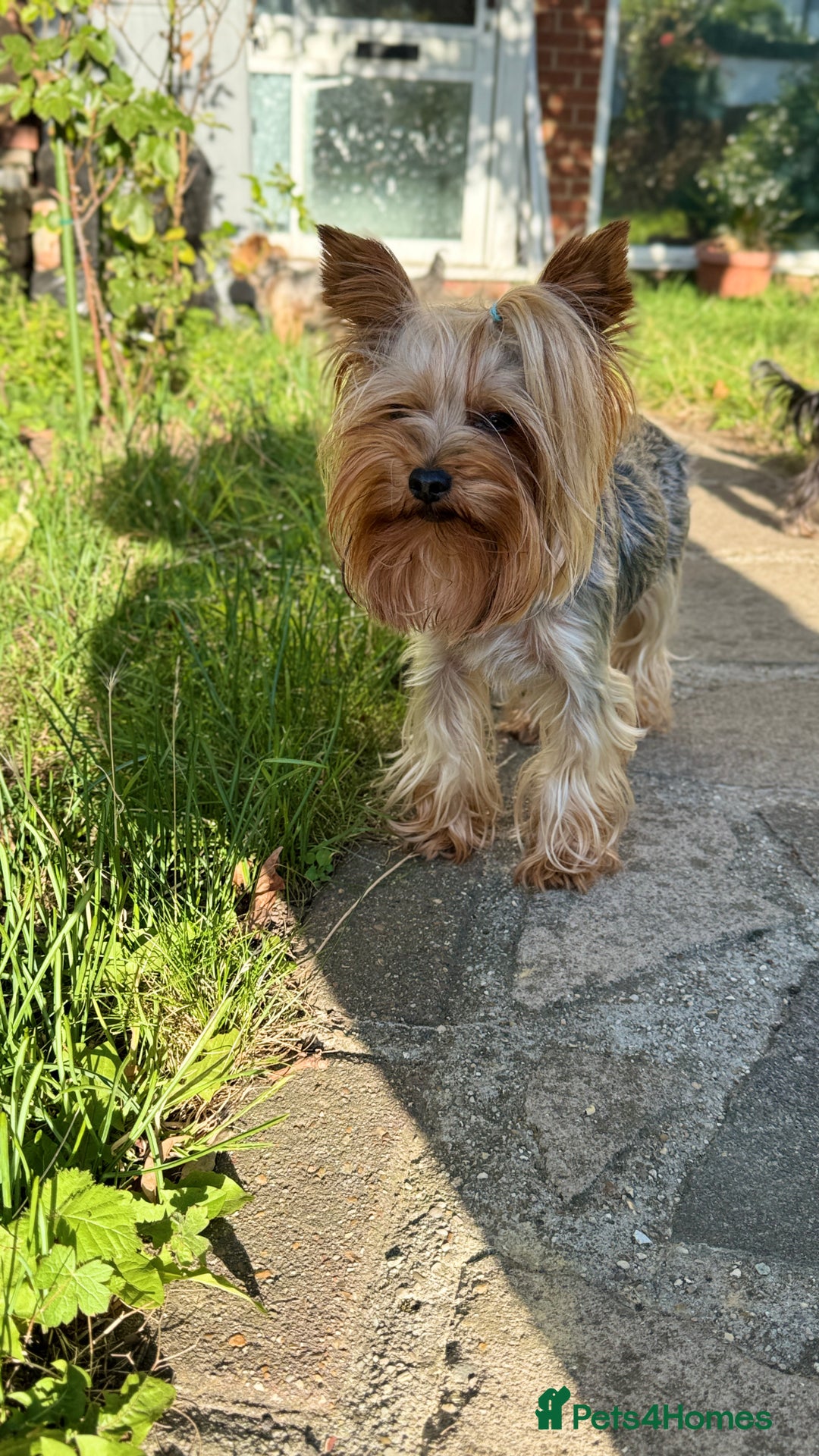 Yorkshire Terrier dogs for stud: Beautiful Yorkshire terrier  in Hornchurch - Advert 13