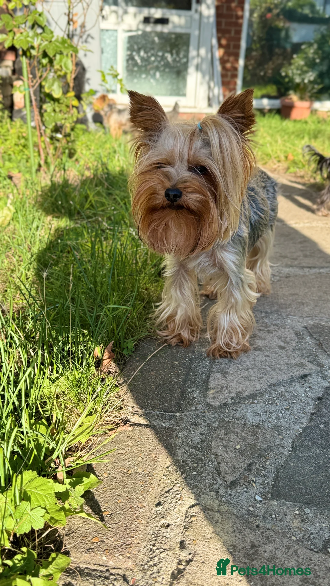 Yorkshire Terrier dogs for stud: Beautiful Yorkshire terrier  in Hornchurch - Advert 13