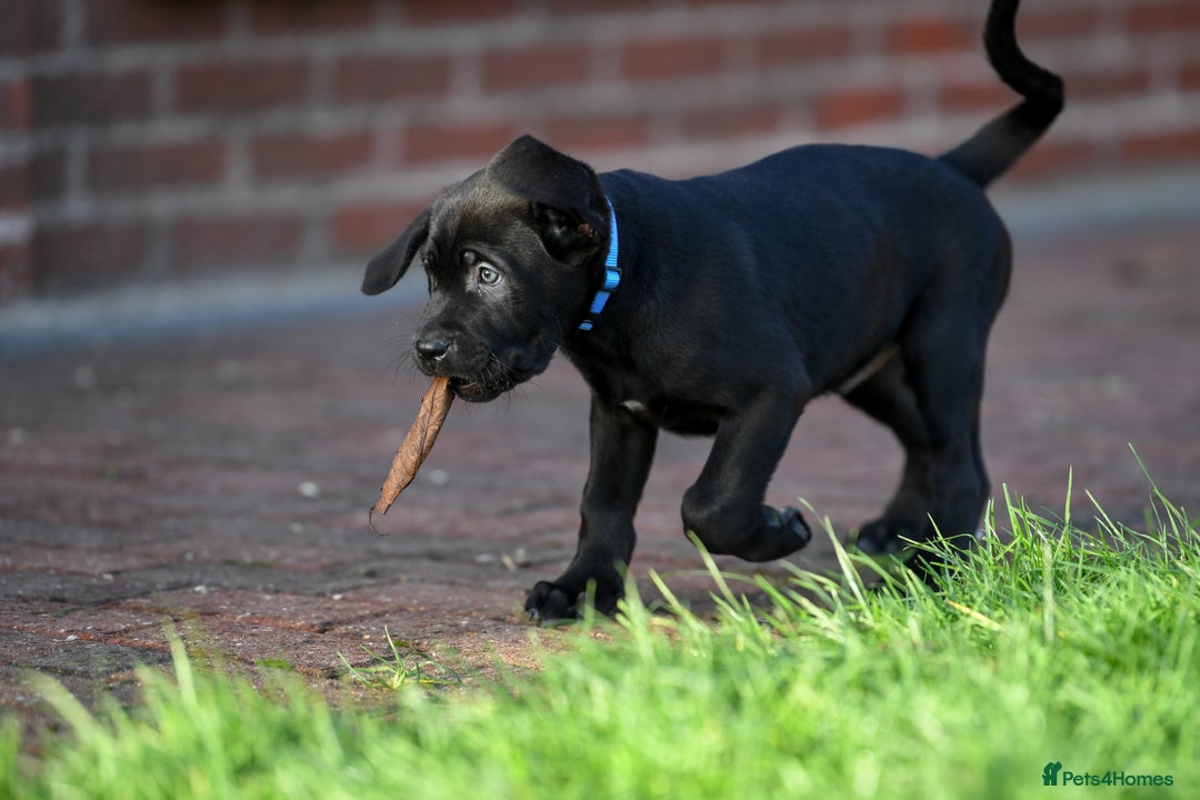 Cane Corso dogs for sale: Elite cane corso puppies  - Advert 26