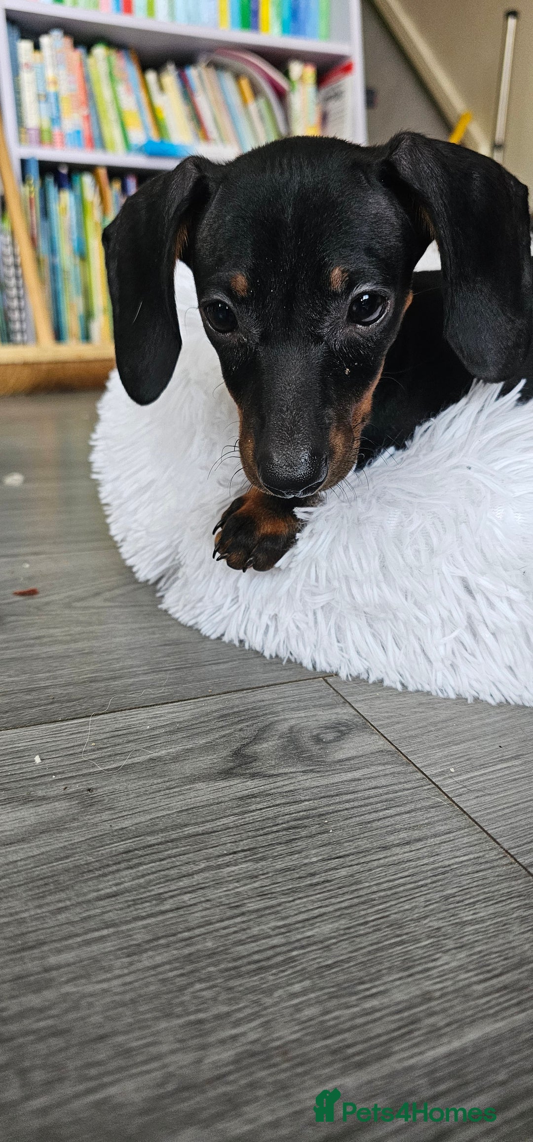 Miniature Dachshund dogs for sale: Miniature dachshund  - Advert 2