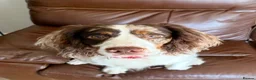 Cocker Spaniel dogs for sale: Lenny – 9-Month-Old Cocker Spaniel in Cramlington - Advert 4