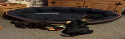 Cocker Spaniel dogs for sale: KC Show type cocker spaniel pups ready to leave  - Advert 21