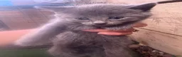 Mixed Breed cats for sale: Kittens for sale  - Advert 2