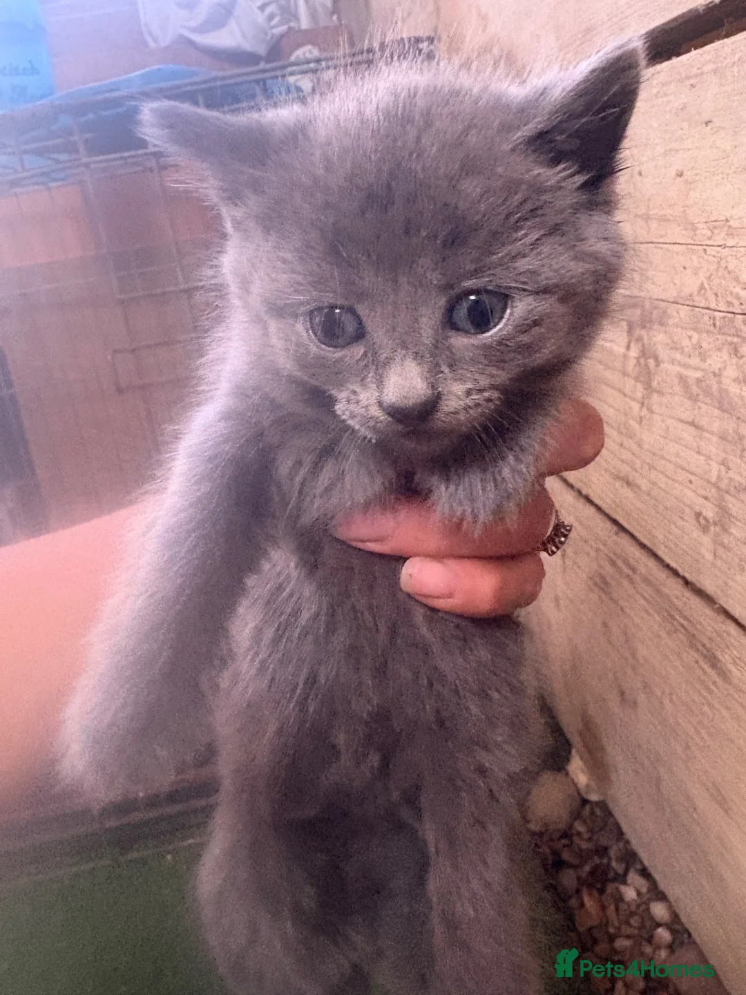 Mixed Breed cats for sale: Kittens for sale  - Advert 2