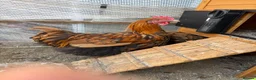 Chickens poultry for sale: Orpington and speckled Sussex  - Advert 4