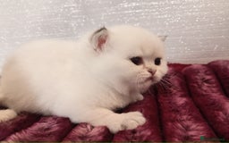 British Shorthair cats for sale: Quality X4 British Longhair x2 British Shorthair - Image 11