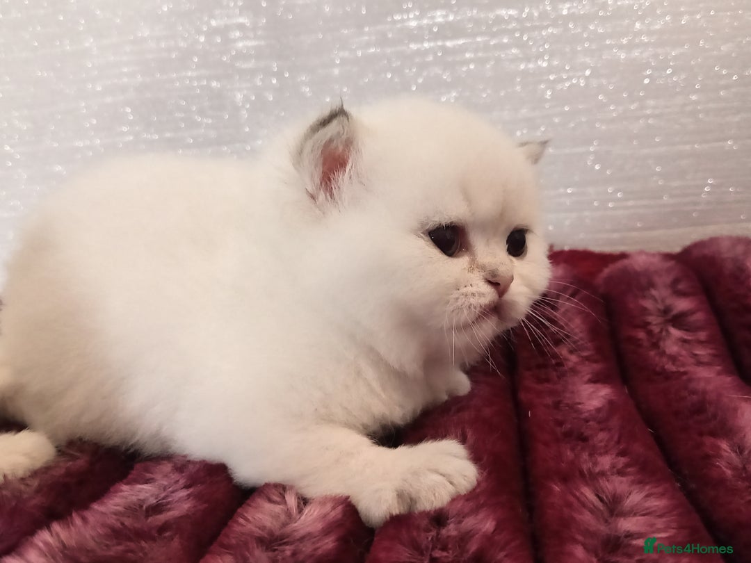 British Shorthair cats for sale: Quality X4 British Longhair x2 British Shorthair - Image 11
