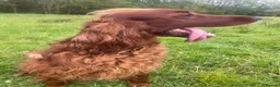 Irish Setter dogs for sale: KC Registered Beautiful Irish Setter Puppies  - Advert 2