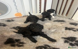 Standard Poodle dogs for sale: BEAUTIFUL STUNNING STANDARD POODLE PUPPIES - Image 1