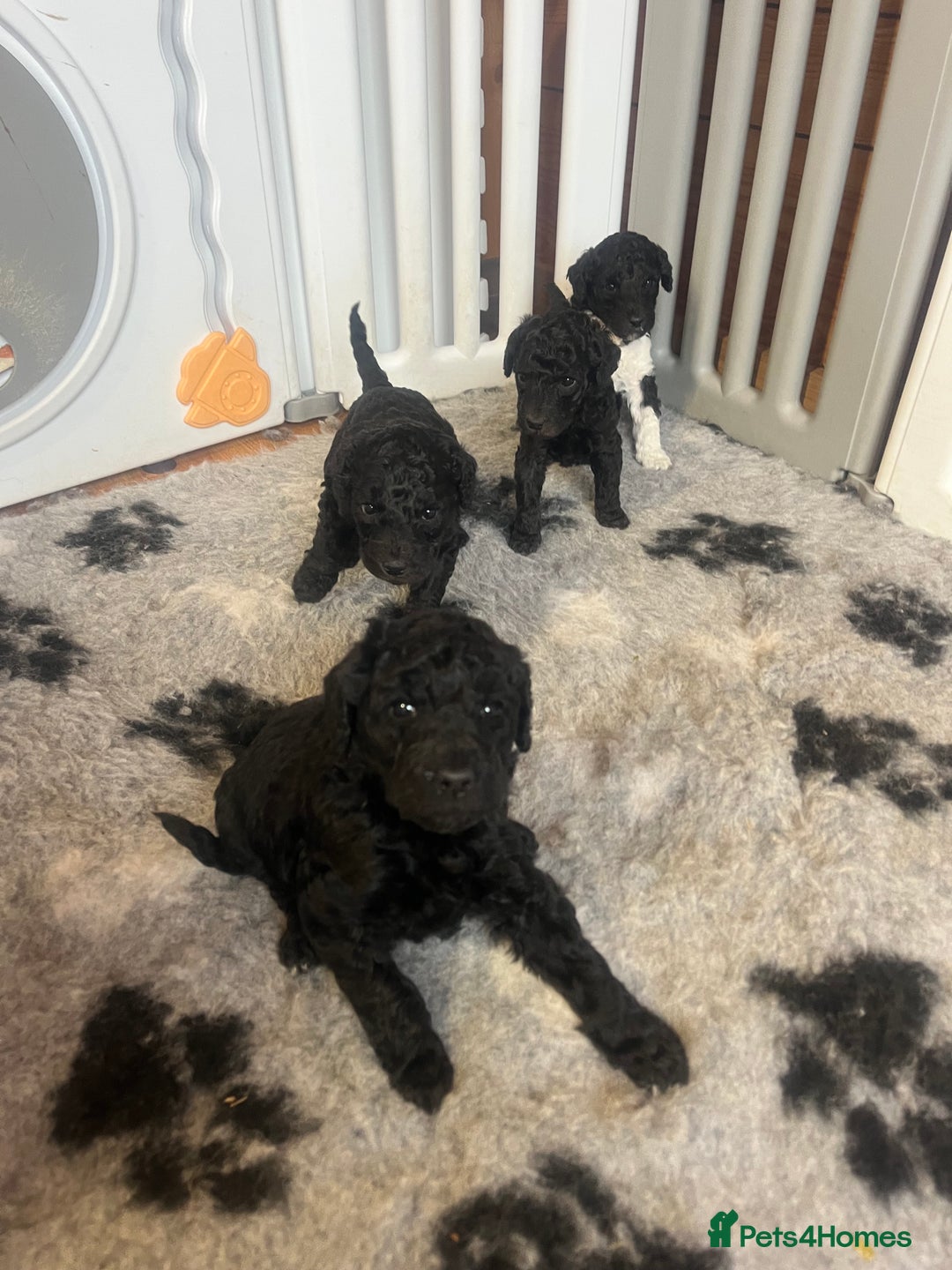 Standard Poodle dogs for sale: BEAUTIFUL STUNNING STANDARD POODLE PUPPIES - Image 1