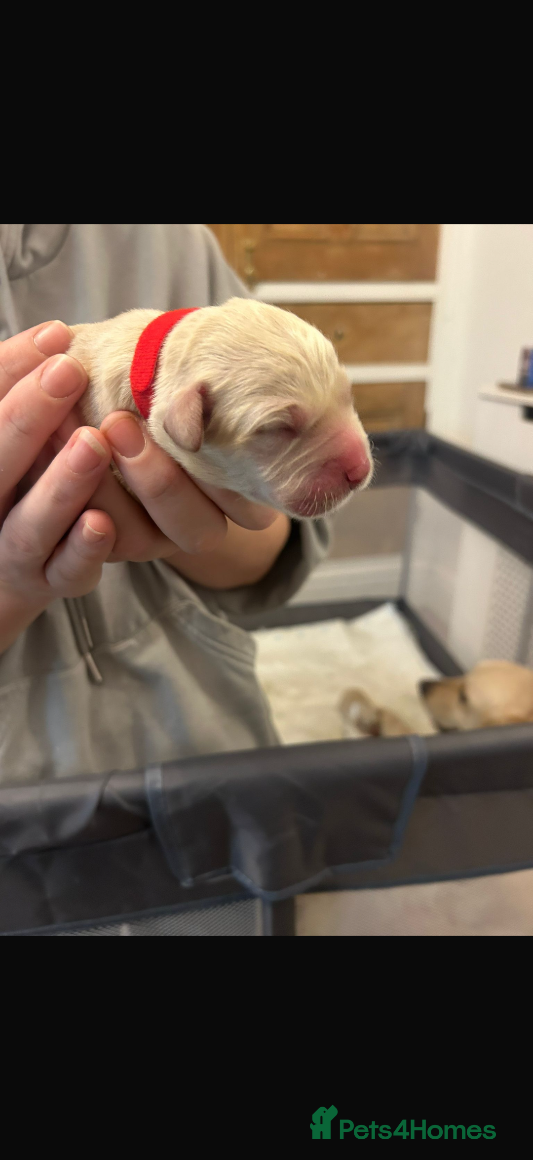 Goldador dogs for sale: 8 beautiful golden retriever x red lab puppies  - Advert 21