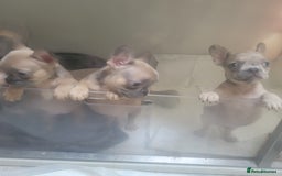 French Bulldog dogs for sale: Frenchy  - Image 3