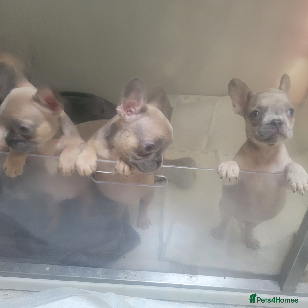 French Bulldog dogs for sale: Frenchy  - Image 3