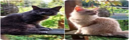 Maine Coon cats for sale: Stunning Maine Coon Kittens. Cream, Red, Tortie in Leyland - Advert 11